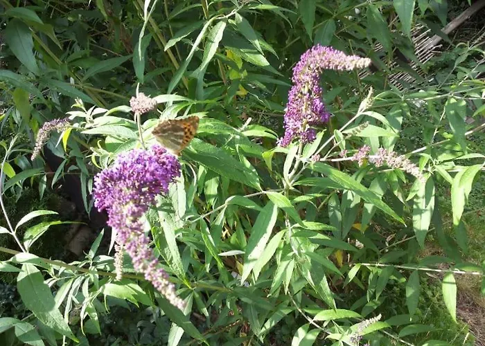 Gästezimmer Am Hüstert